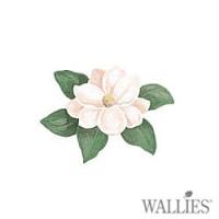 [월리스] 하얀목련 White Magnolia