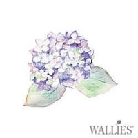 [월리스] 수국 Hydrangeas