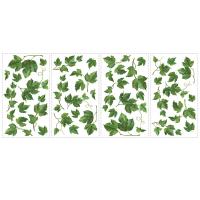 [RM]에버그린 아이비