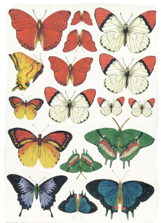 버터플라이 디칼(07)