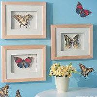 [월리스] 나비2 Butterflies