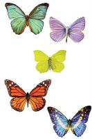 [월리스] 나비 이야기