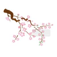 [스텐실도안]AJ-3245매화꽃